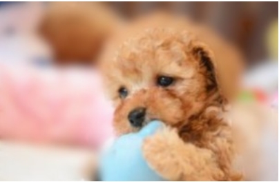 Baidu IME_2019-11-3_21-8-3.jpg